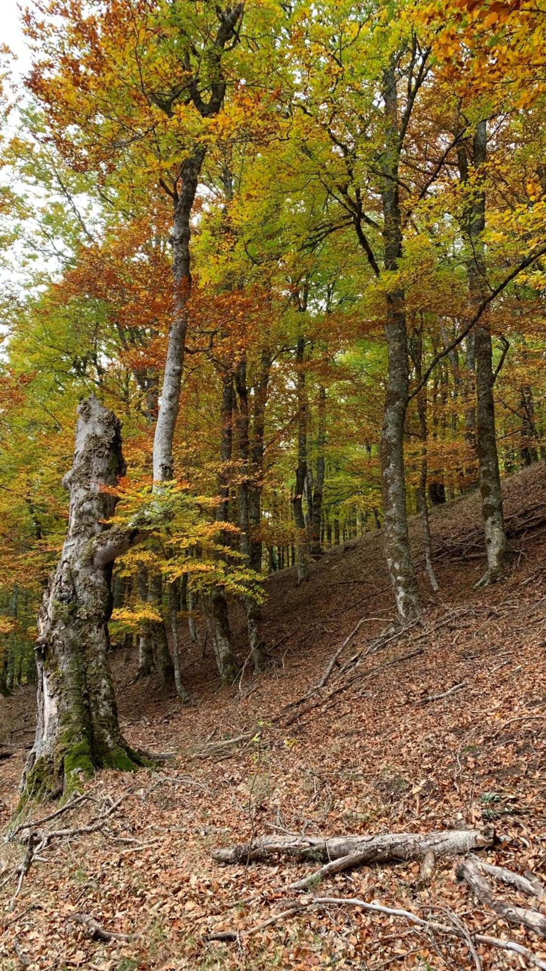 Al Viento, Alojamiento & Turismo Rural Прадена-дель-Ринкон Экстерьер фото